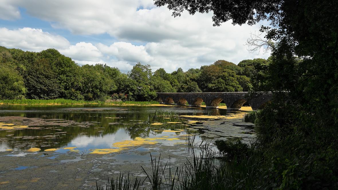 Bosherston Lily Ponds