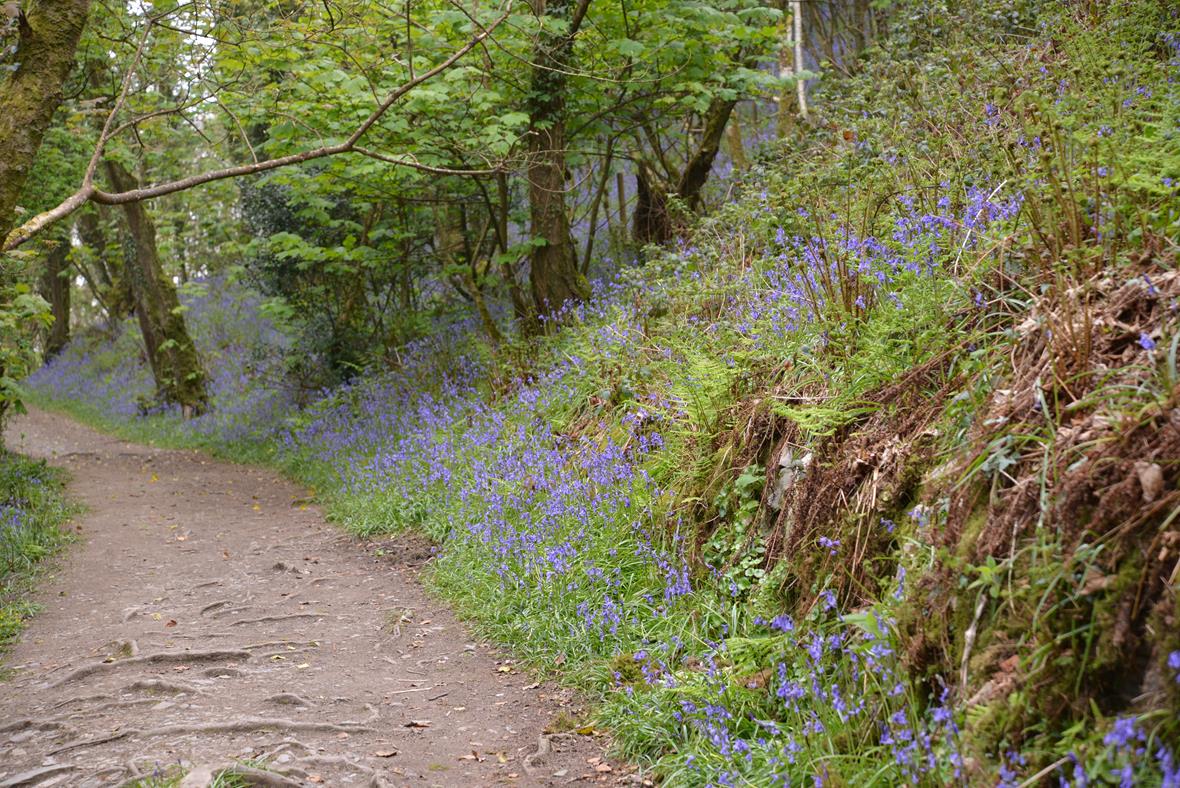 Bluebells