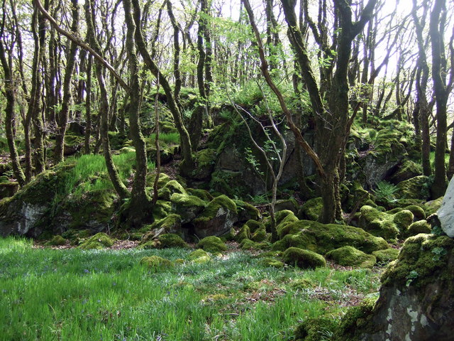 ceridwen / Mossy rocks in Coed Ty-canol