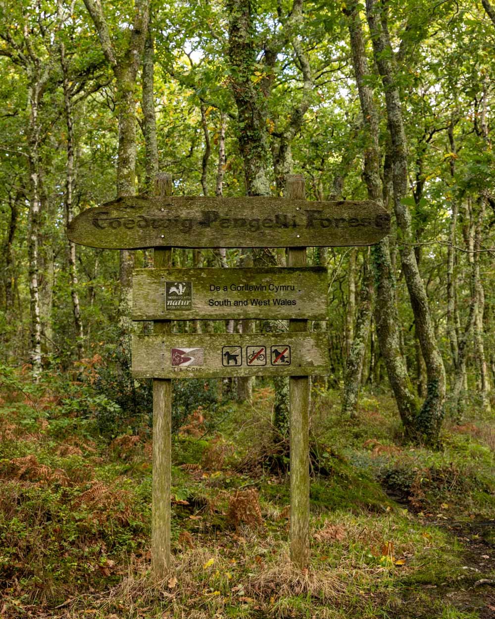 Pengelli Forest https://www.walkmyworld.com/posts/pengelli-forest