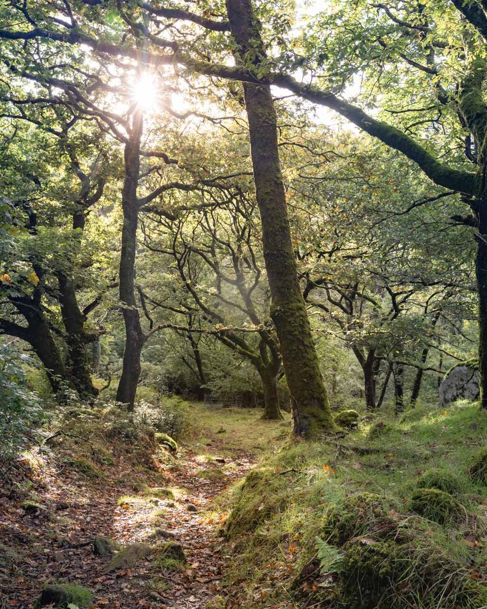 Ty Canol Wood circuit walk https://www.walkmyworld.com/posts/ty-canol-wood