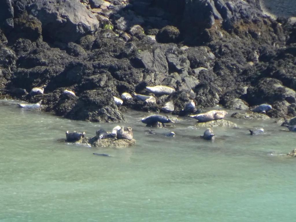 Tientallen zeehonden in Llanwnda - Dozens of seals in Llanwnda