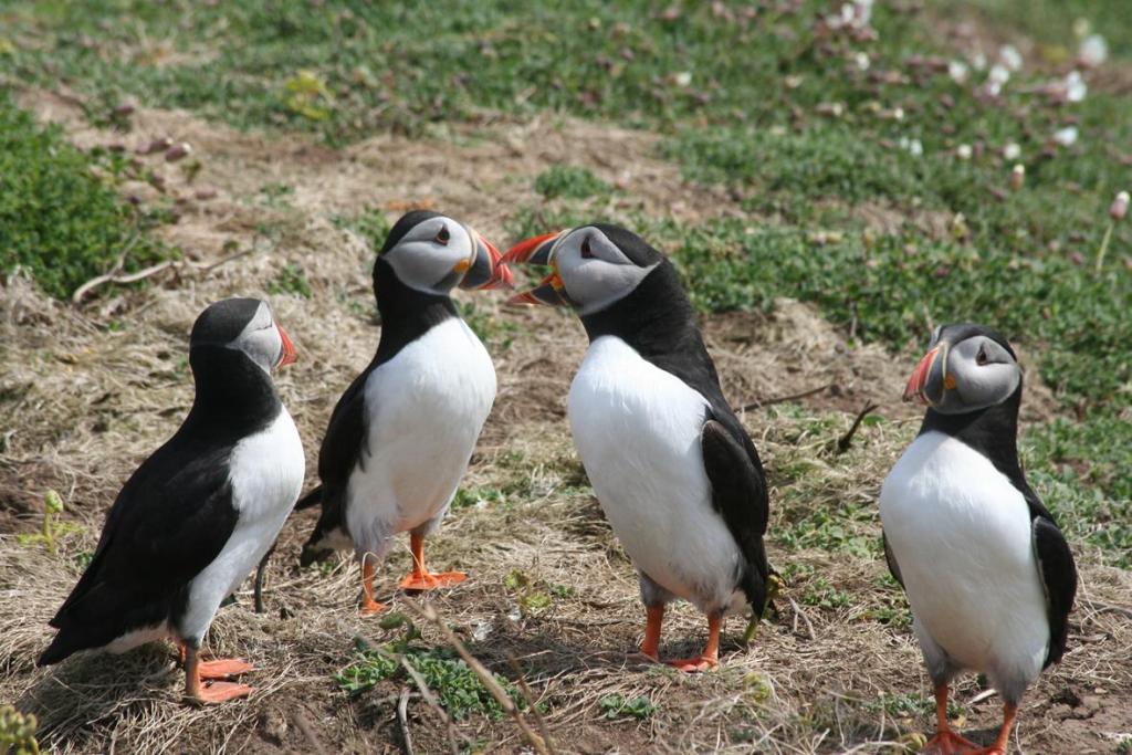 “Skomer Island” de Puffins(papegaaiduikers) -  een bezoek waard - “Skomer Island” the Puffins  - worth a visit