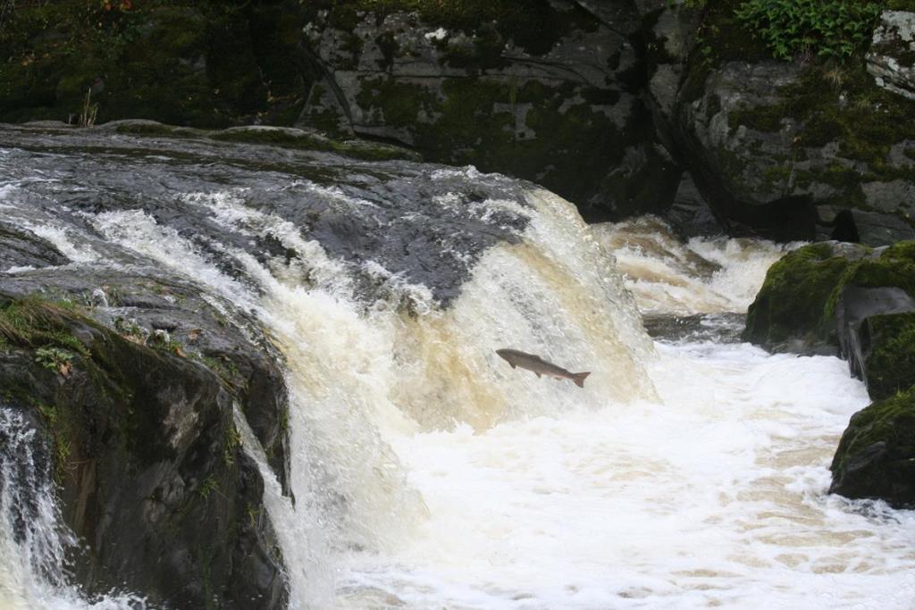 Wilde zalm in de watervallen van Cenarth - Wild salmon in the waterfalls of Cenarth